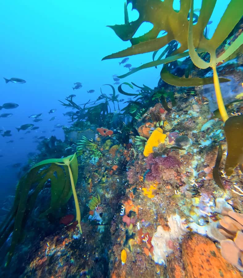Scuba Dive in Cape Town: 2 Dives for certified divers - The boat launch and False Bay views