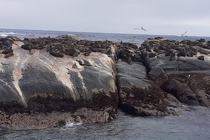 Seal Island,Cape of Good Hope&Penguins Shared Tour,From Cape Town - Ostriches are a quick roadside curiosity