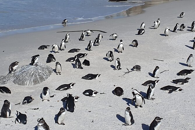 Seal Island,Cape of Good Hope&Penguins Shared Tour,From Cape Town - Camps Bay and the Atlantic Seaboard views