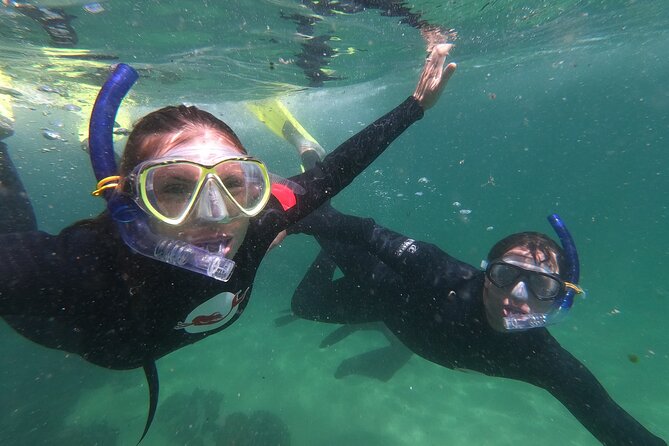 Seal Swimming Activity in Plettenberg Bay - Why swimming with Cape Fur Seals feels different