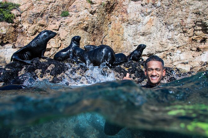 Seal Swimming Activity in Plettenberg Bay - Thirty minutes among curious Cape Fur Seals