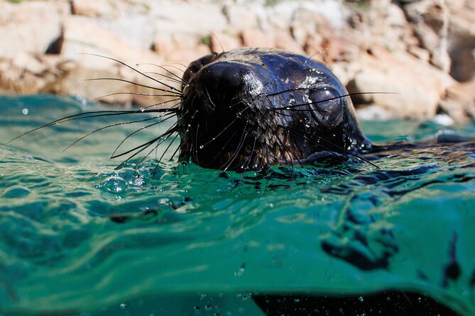 Seal Swimming Activity in Plettenberg Bay - Free photos make the $57.43 price easier to accept