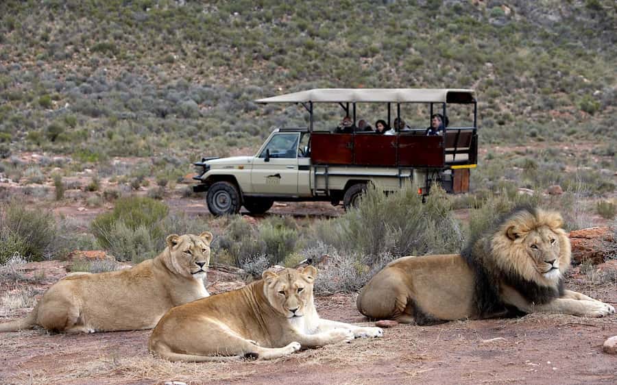 Self drive Aquila Safari Reserve Early Morning Game Drive - Key points to know before you go