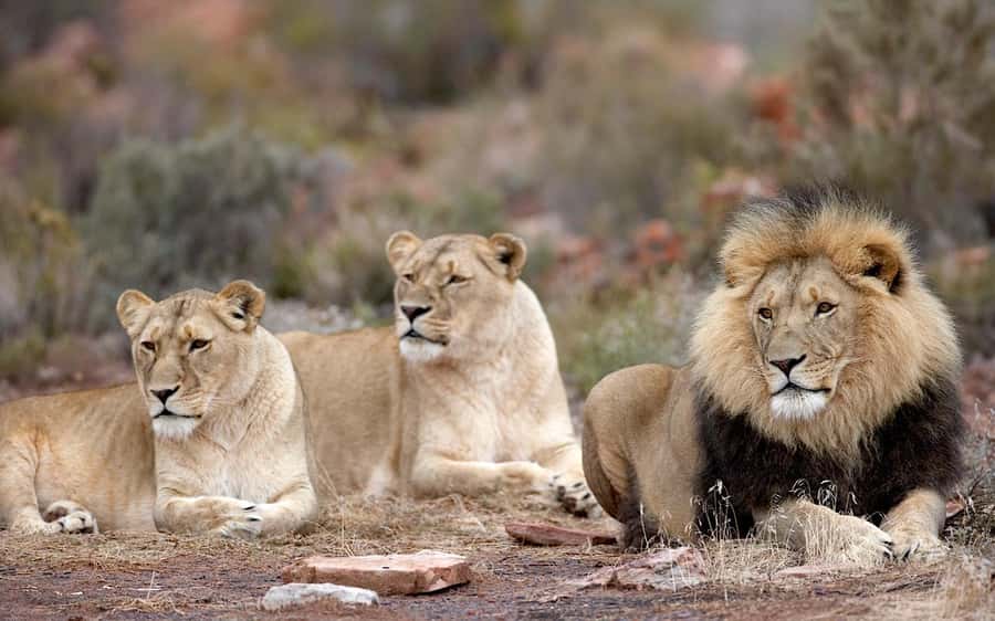 Self drive Aquila Safari Reserve Early Morning Game Drive - Why Aquila works as a Cape Town safari option