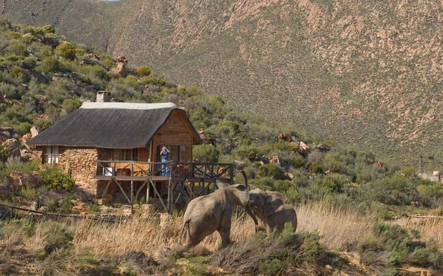 Self drive Aquila Safari Reserve Early Morning Game Drive - A two to three-hour search for the Big 5
