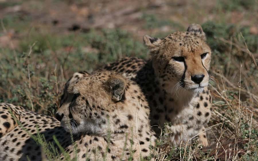 Self drive Aquila Safari Reserve Early Morning Game Drive - Animal sightings and the question of authenticity