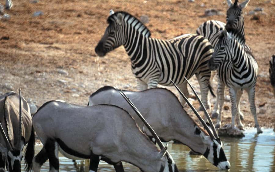 Self drive Aquila Safari Reserve Early Morning Game Drive - Breakfast, pool time, and the slower end of the morning