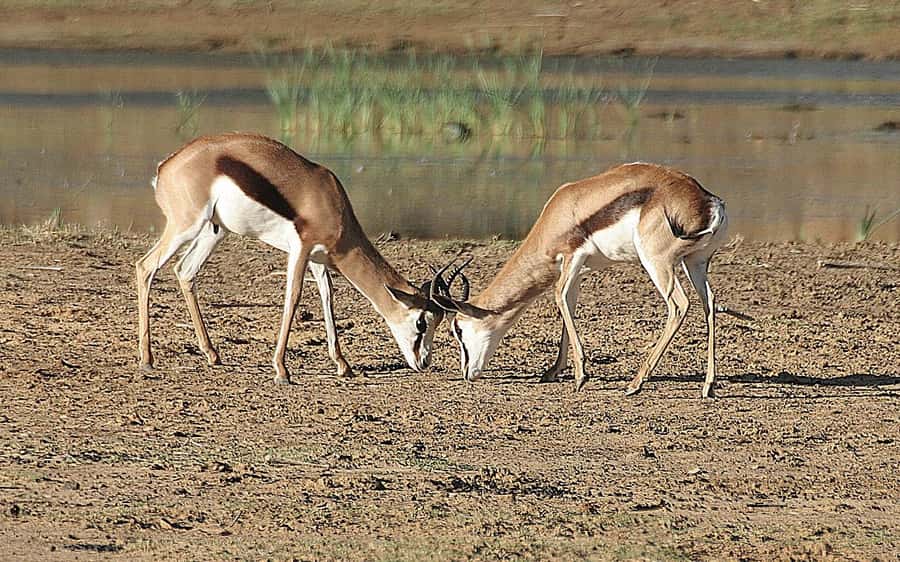 Self drive Aquila Safari Reserve Early Morning Game Drive - Is $155 per person good value?