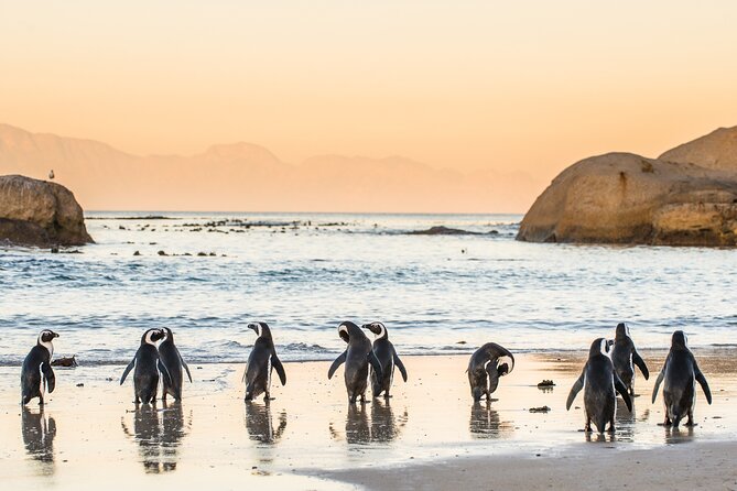 Shared Half Day Tour in Cape Peninsula with African Penguins - Boulders Beach is the wildlife highlight