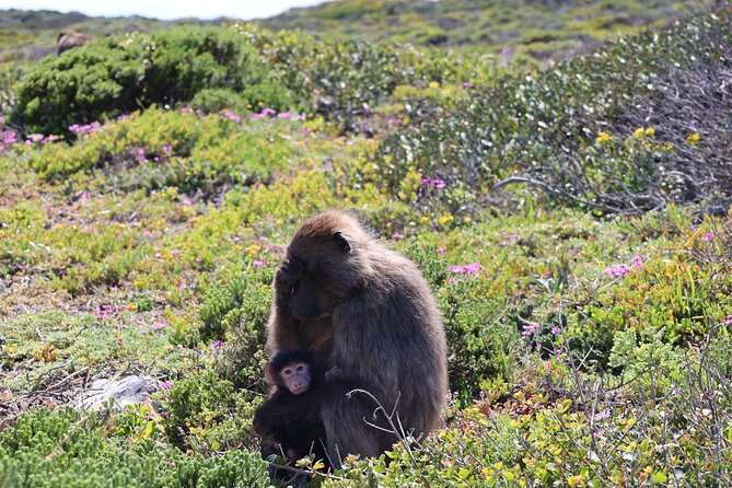 Shared Half Day Tour in Cape Peninsula with African Penguins - Muizenberg provides a colorful final look