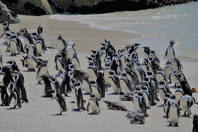 Shared Half Day Tour in Cape Peninsula with African Penguins - Chapman’s Peak delivers the road scenery