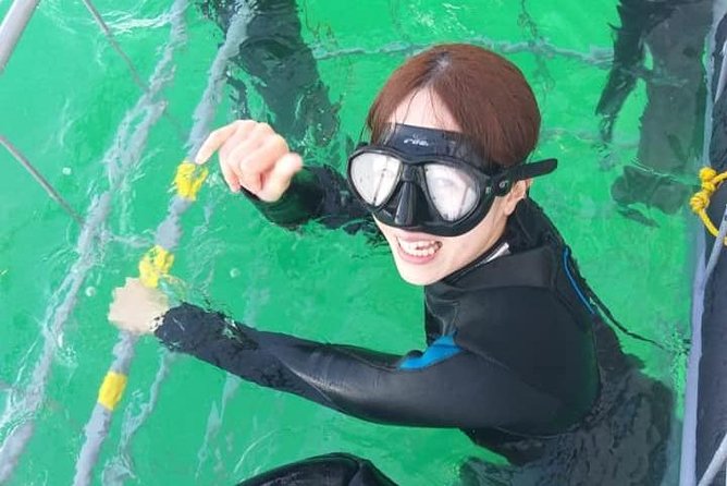 Shark Cage Diving - Practical tips for a smoother day