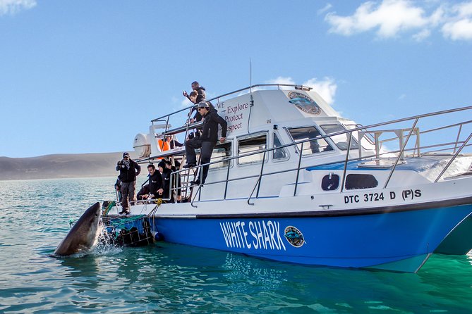 Shark Cage Diving - Adventure Meets Conservation! - Key points before you book