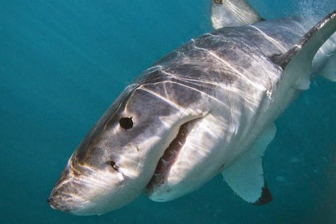 Shark Cage Diving - Adventure Meets Conservation! - What happens inside the eight-person cage