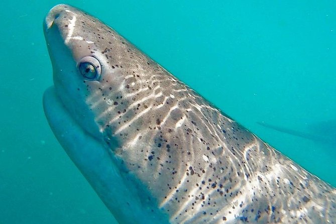 Shark Cage Diving - Adventure Meets Conservation! - Food, equipment, and the end of the morning