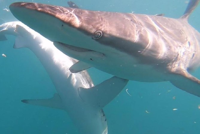 Shark Cage Diving - Adventure Meets Conservation! - Who should book this shark cage tour?