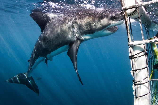 Shark Cage Diving - Adventure Meets Conservation! - The 20-minute ride to the shark site