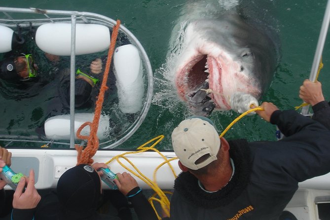 SHARK CAGE DIVING and VIEWING (Incl. transfers from Cape Town) - From Cape Town to Kleinbaai Harbour