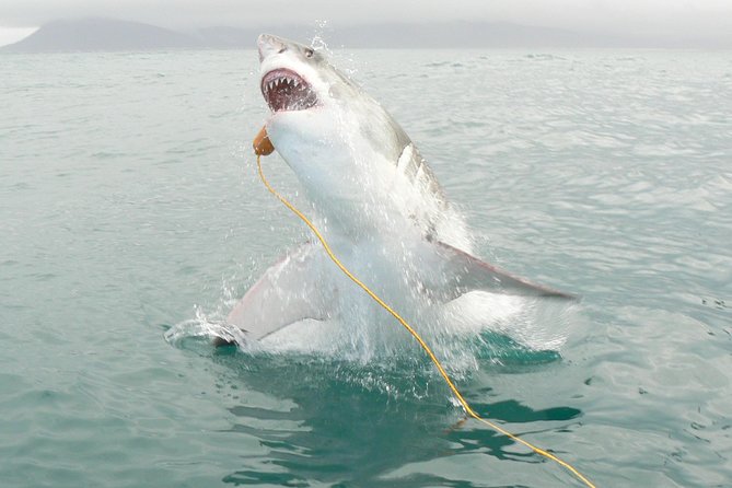 SHARK CAGE DIVING and VIEWING (Incl. transfers from Cape Town) - The 20-minute ride to Shark Alley