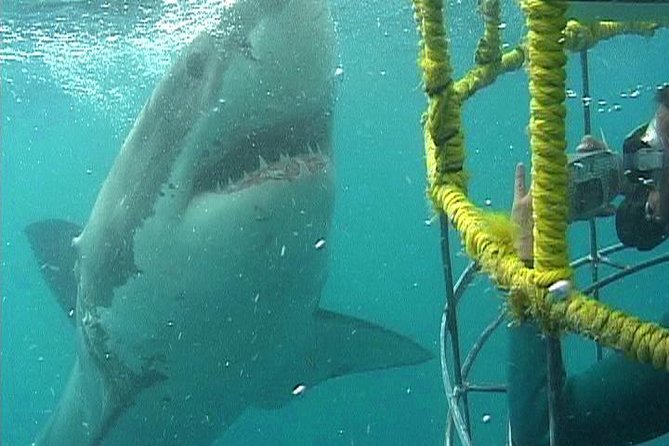 SHARK CAGE DIVING and VIEWING (Self Drive) - Key points before you book