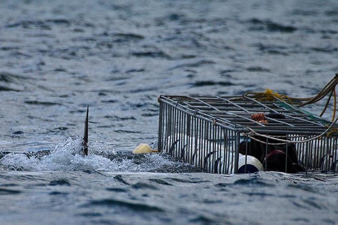 SHARK CAGE DIVING and VIEWING (Self Drive) - Starting early at Kleinbaai Harbor