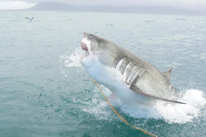 SHARK CAGE DIVING and VIEWING (Self Drive) - Entering the cage or staying on deck