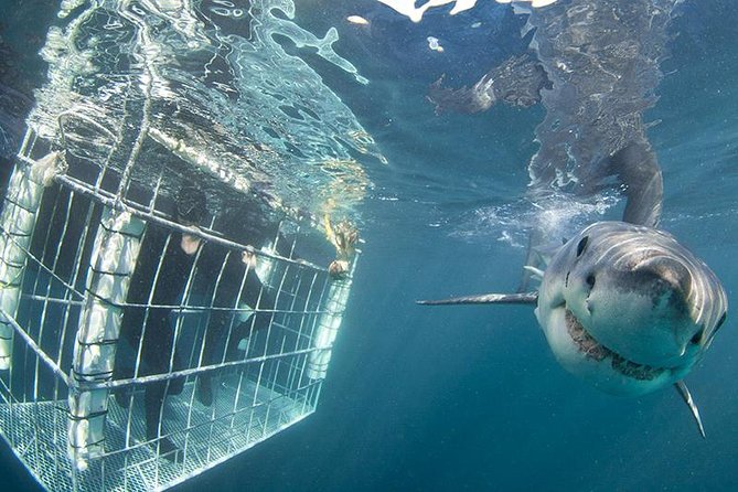 SHARK CAGE DIVING and VIEWING (Self Drive) - The optional USB keepsake