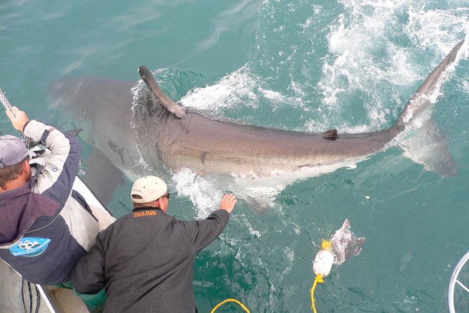 SHARK CAGE DIVING and VIEWING (Self Drive) - Who will enjoy this most