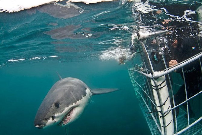 SHARK CAGE DIVING and VIEWING (Self Drive) - The 20-minute ride to Shark Alley