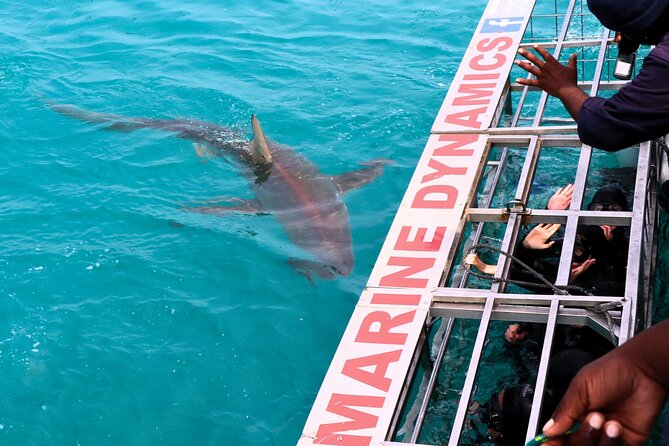 Shark Cage Diving and Viewing with transport from Cape Town - Breakfast, gear, and the Great White House