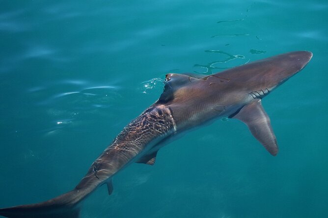 Shark Cage Diving and Viewing with transport from Cape Town - Food, warm-up time, and the return drive