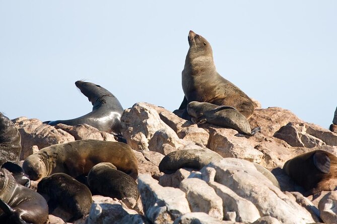 Shark Cage Diving and Viewing with transport from Hermanus - Key points to know before you book