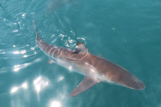 Shark Cage Diving and Viewing with transport from Hermanus - Leaving Hermanus for Gansbaai