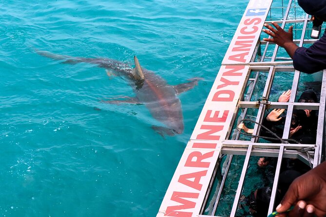 Shark Cage Diving and Viewing with transport from Hermanus - The African Penguin and Seabird Sanctuary stop