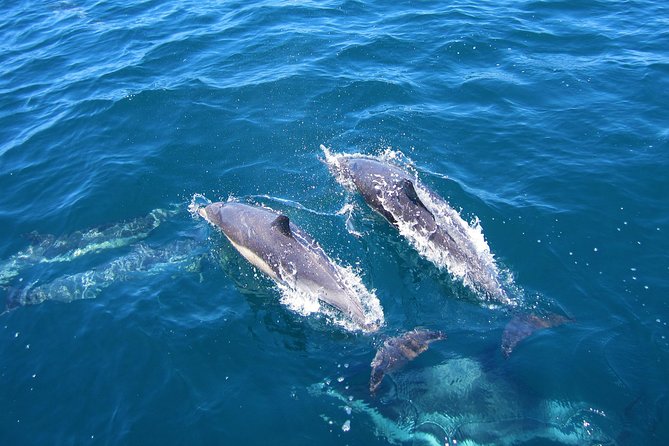 Shark Cage Diving Tour from Cape Town - From Gansbaai Harbour to Shark Alley