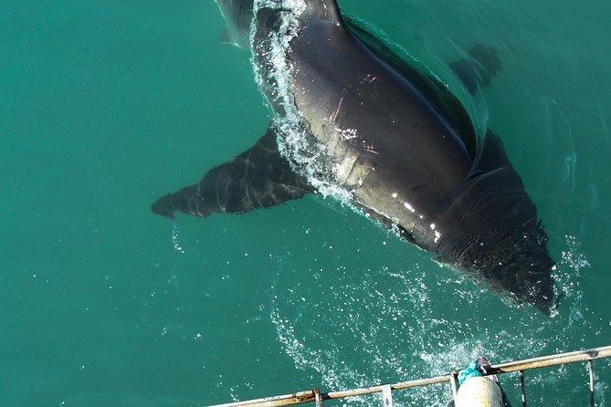 Shark Cage Diving Viewing Only - The 20-minute ride to the shark site
