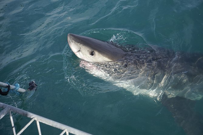 Shark Cage Diving Viewing Only - Food, comfort, and the post-trip meal