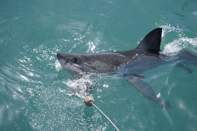 Shark Cage Diving Viewing Only - The biggest uncertainty: wild sharks