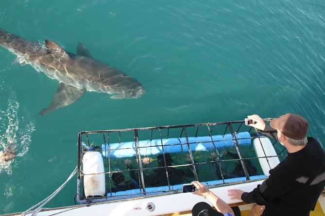Shark cage diving & viewing tours in Gansbaai - Key points before you book
