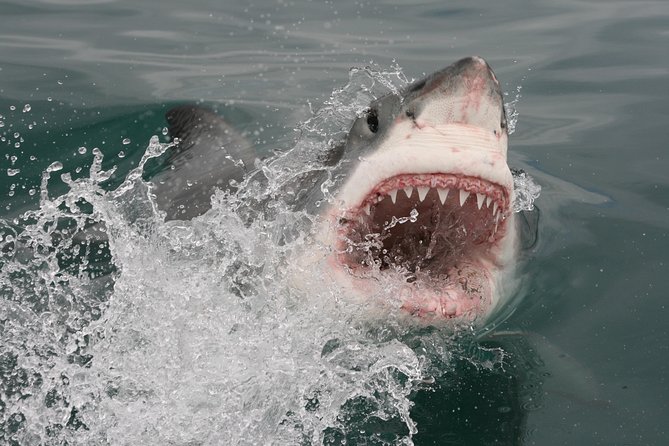 Shark cage diving & viewing tours in Gansbaai - Boarding the boat and heading into Shark Alley