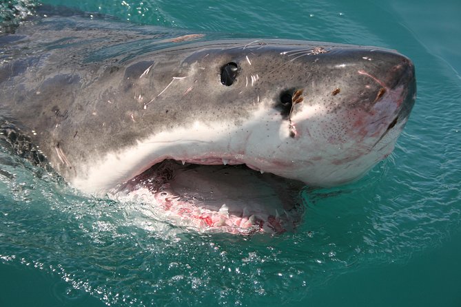 Shark cage diving & viewing tours in Gansbaai - Food, drinks, and the return to harbor