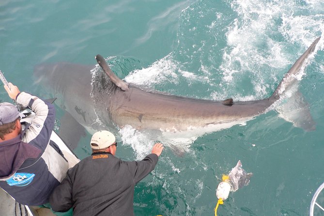 Shark cage diving & viewing tours in Gansbaai - How the $129.40 price works for different budgets