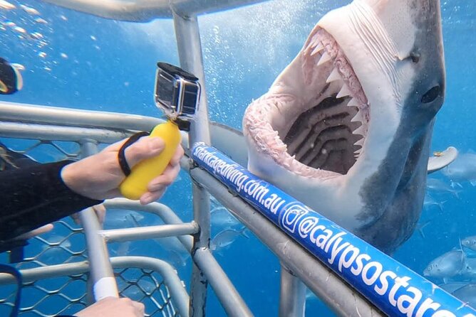 Shark Cage Diving with transport from Cape Town - Key Points Before You Book