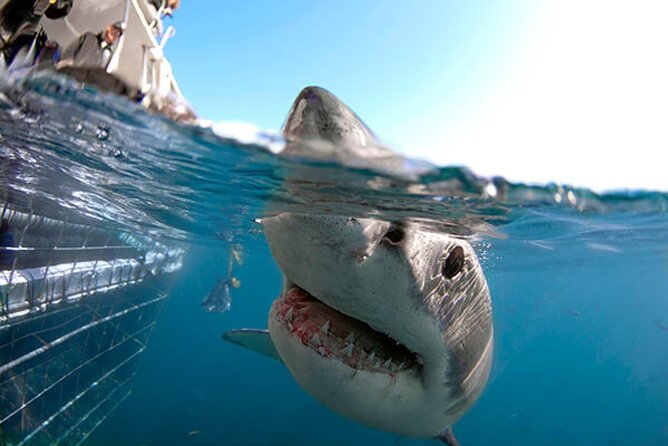 Shark Cage Diving with transport from Cape Town - The Long Road from Cape Town to Gansbaai