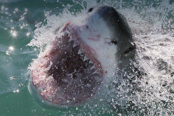 Shark Cage Diving with transport from Cape Town - Weather, Wildlife, and Physical Demands