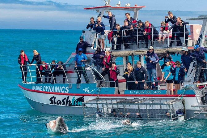Shark Cage Diving with transport from Cape Town - Who Will Like This Cape Town Outing?