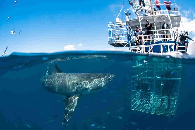 Shark Cage Diving with transport from Cape Town - Breakfast and Briefing at the Great White House