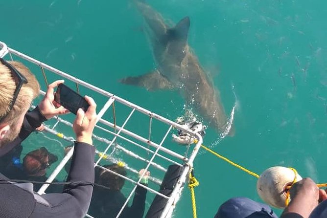 Shark Cage Diving - Getting close to great white sharks