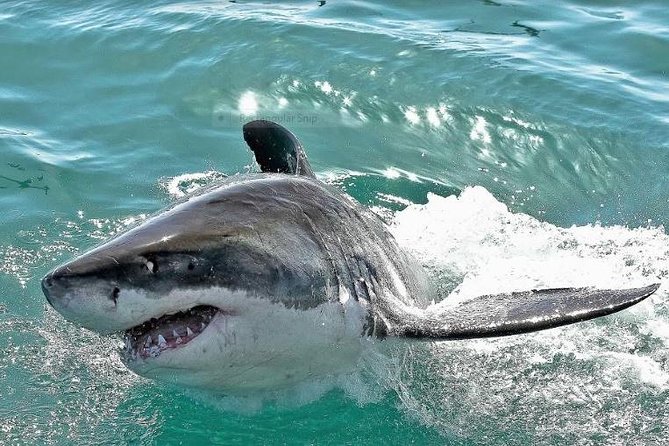 Shark Diving Full Day Guided Return Transfer to Gansbaai from Cape Town - From Cape Town to Gansbaai by private car