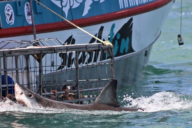 Shark Diving Full Day Guided Return Transfer to Gansbaai from Cape Town - What happens if the weather turns bad